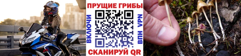 Купить закладки  Котельнич  Галлюциногенные грибы Psilocybe 